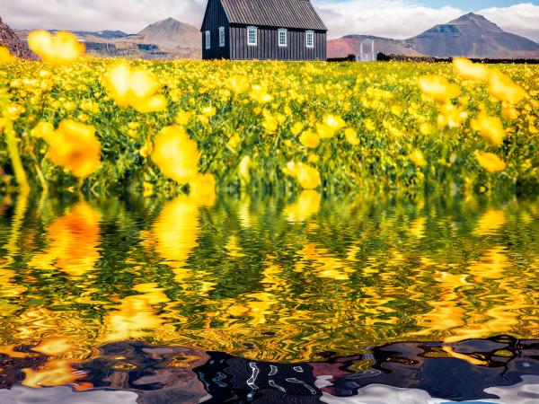 hay una iglesia en medio de un campo de flores amarillas .