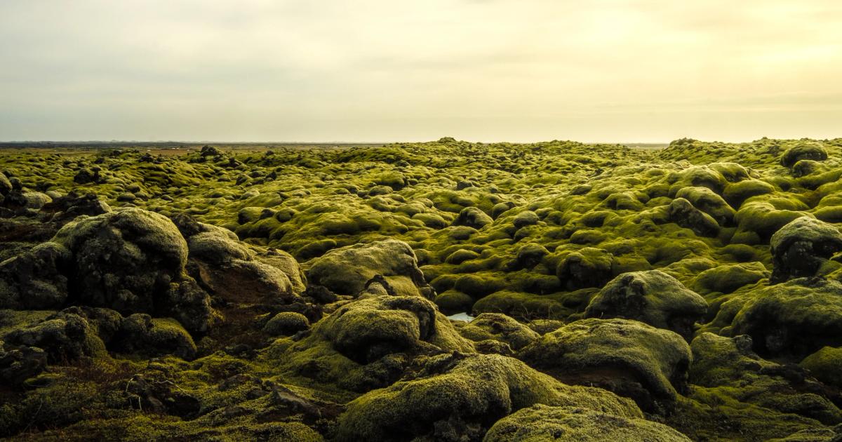 Lava Fields Rabida Complete Guide to Eldhraun Lava Field: Iceland's Moss-Covered Wonder