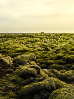 Un vasto paisaje de rocas redondeadas densamente cubiertas de musgo verde brillante bajo un cielo pálido y brumoso.
