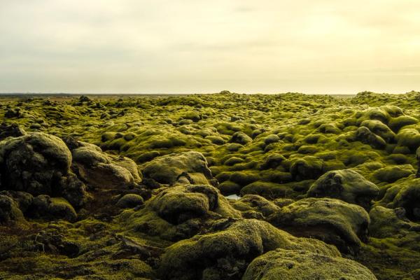 a field completely covered by green moss