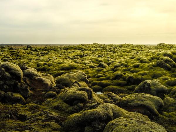 Expansive landscape of green moss-covered rocks under a warm, overcast sky.
