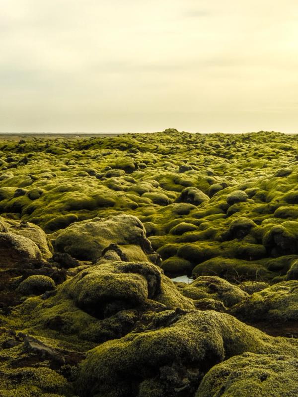 A vast landscape of rounded rocks densely covered in bright green moss under a pale, hazy sky.