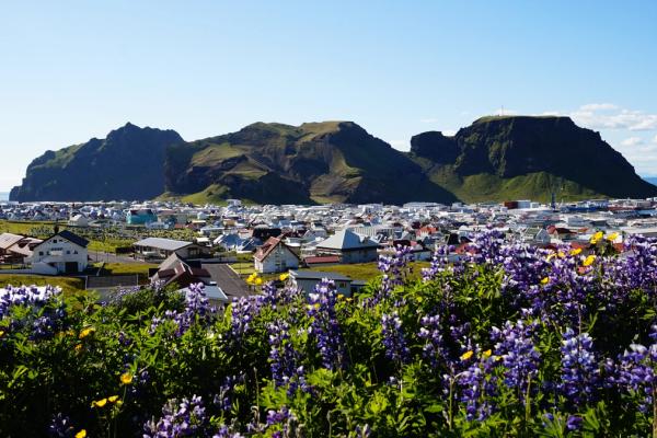 a town in an island with purple lupin flowers in the foreground