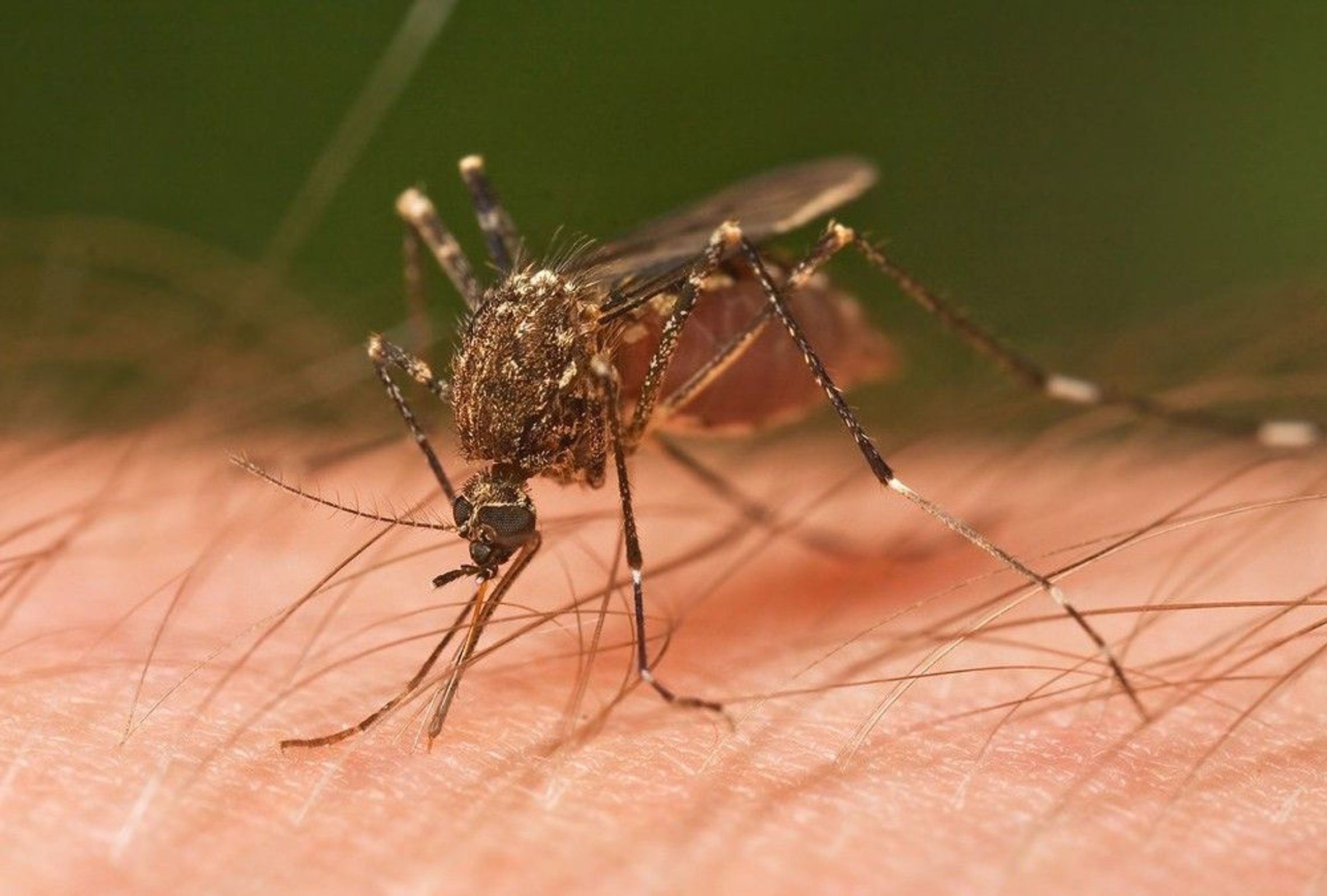 Close-up of a mosquito with a blood-filled abdomen biting human skin.