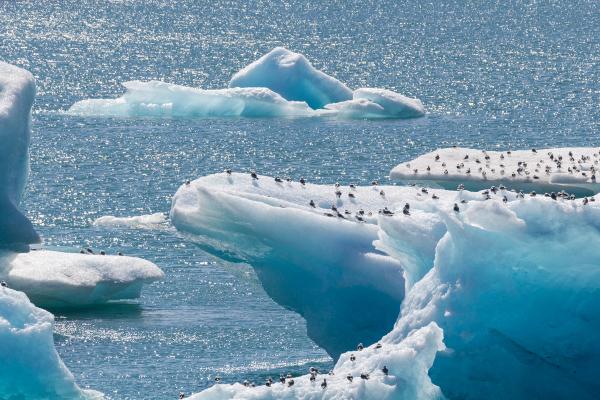 Birds perched on blue icebergs in sparkling water.