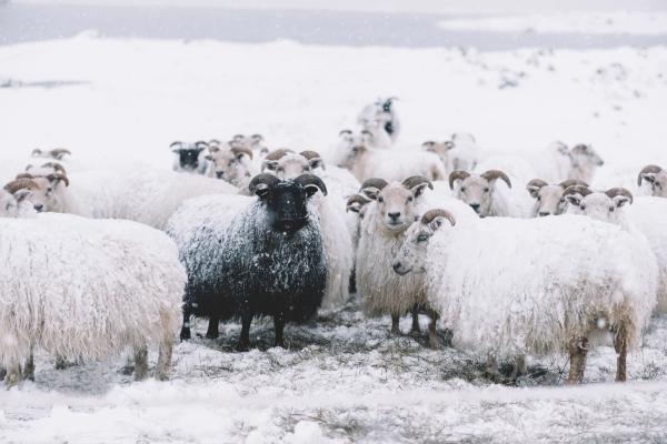 Icelandic sheep roaming in the winter snowy field,beyond their season.