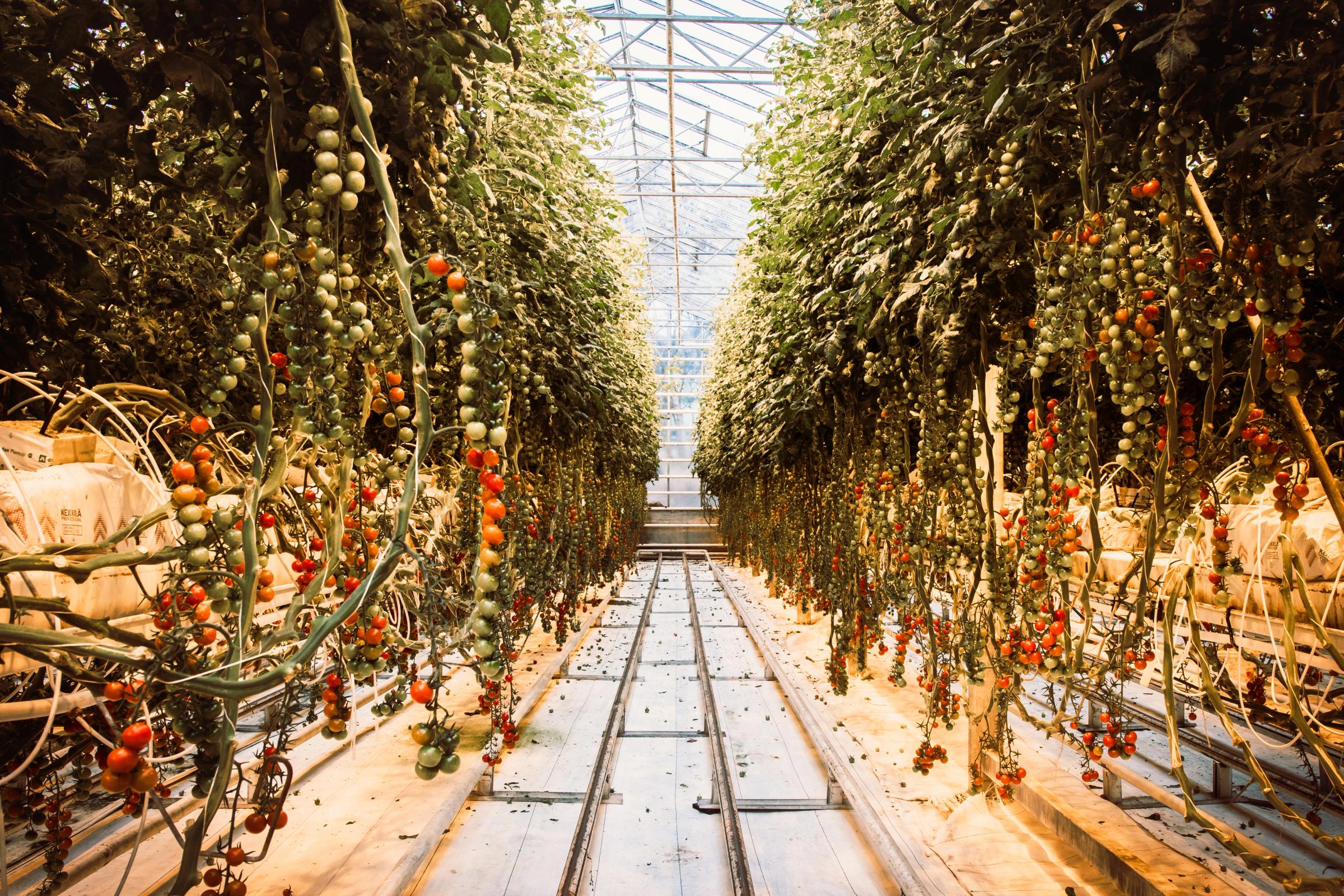 Un largo pasillo atraviesa un invernadero lleno de hileras de plantas de tomate cargadas de tomates cherry rojos y verdes.