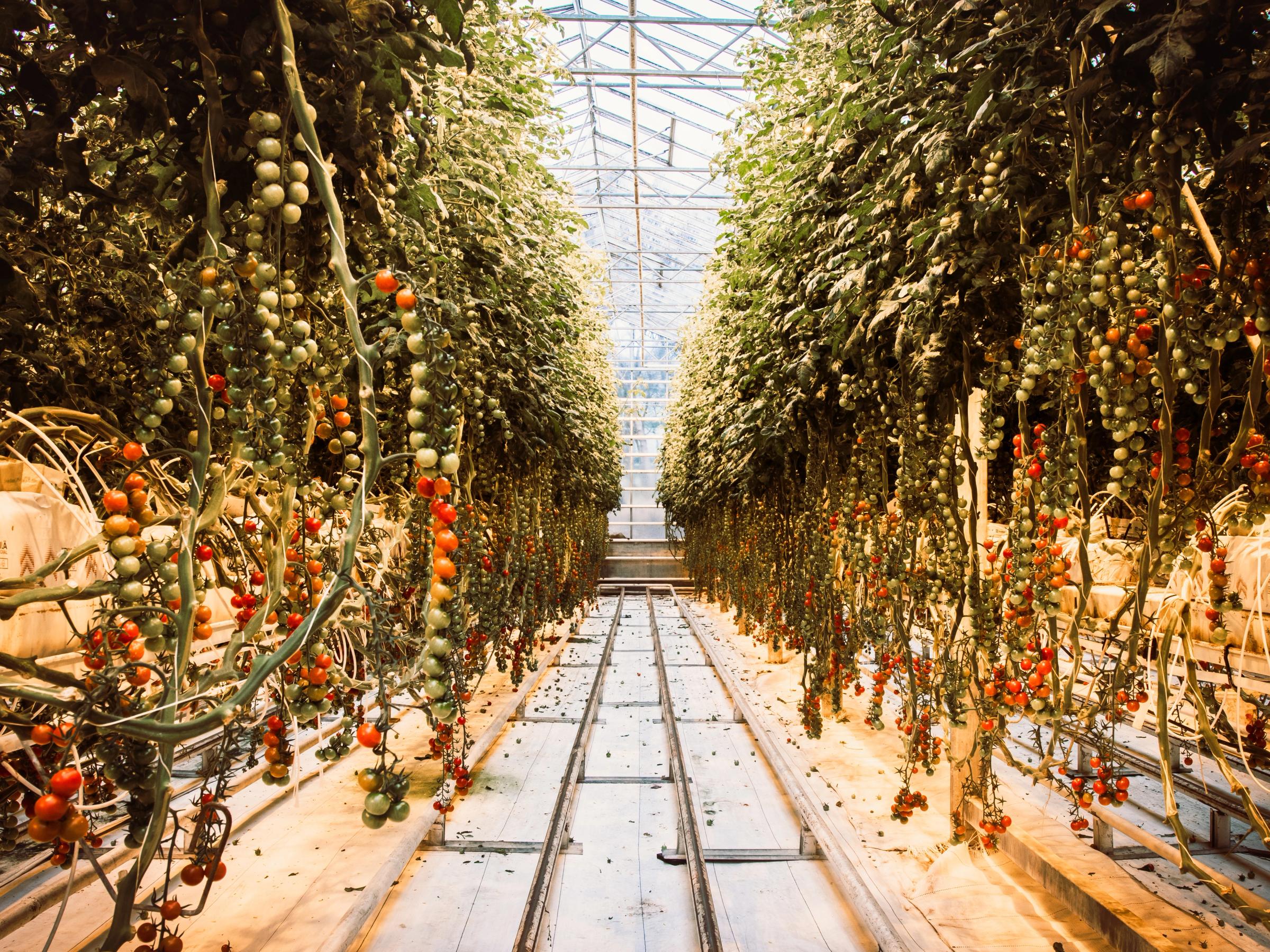 una fila de plantas de tomate creciendo en un invernadero.