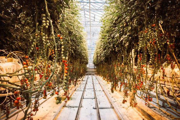 Rows of tomato plants with green and red tomatoes hanging from vines in a greenhouse.