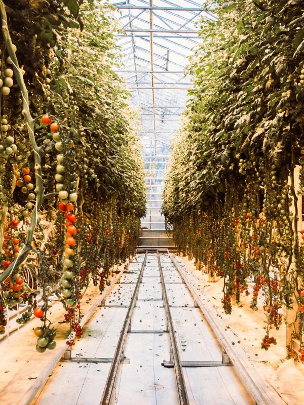 A greenhouse filled with rows of tomato plants laden with ripening red and green tomatoes.