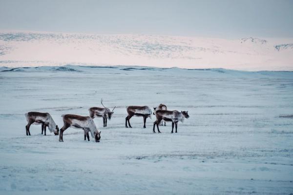 a herd of reindeer grazing in a snowy field in east iceland.