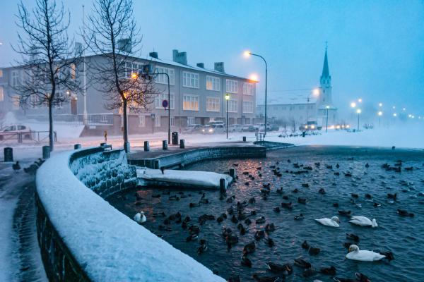 ducks are swimming in a pond surrounded by snow in iceland.