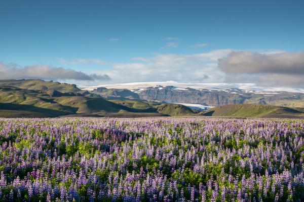 a field of purple flowers with mountains in the background .