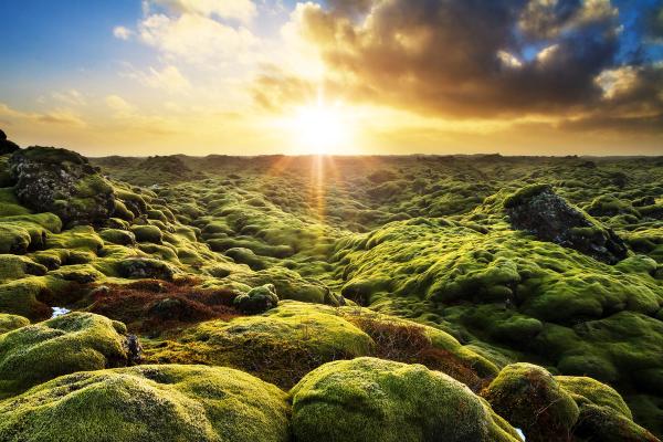 Vast moss-covered landscape at sunset with a bright sun flare.