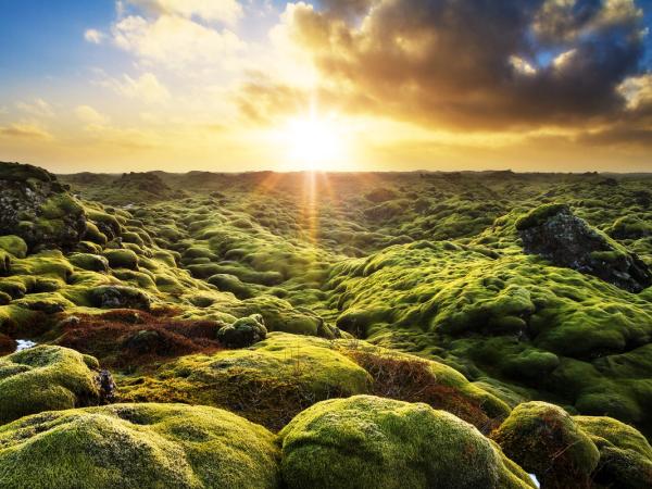 Campo de lava cubierto de musgo al atardecer