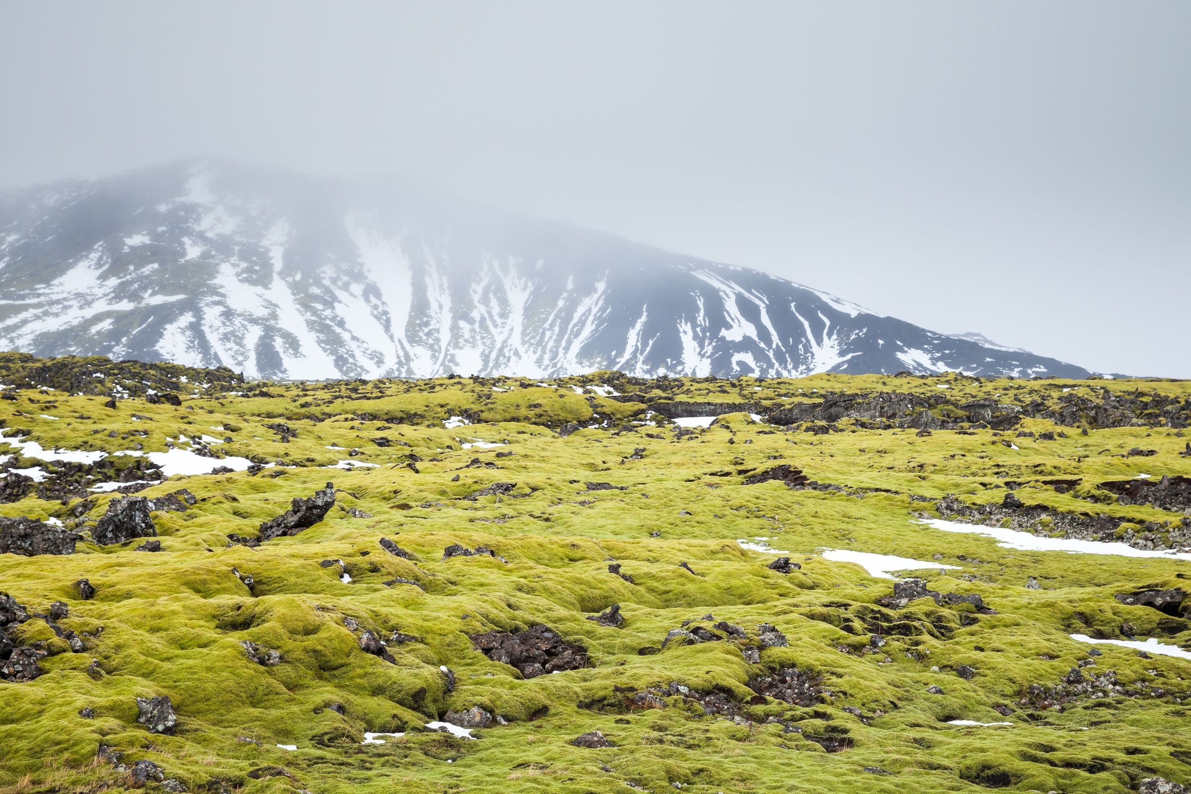 a field of grass and rocks with a mountain in the background covered in snow .