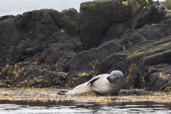 Seal laying on the beach
