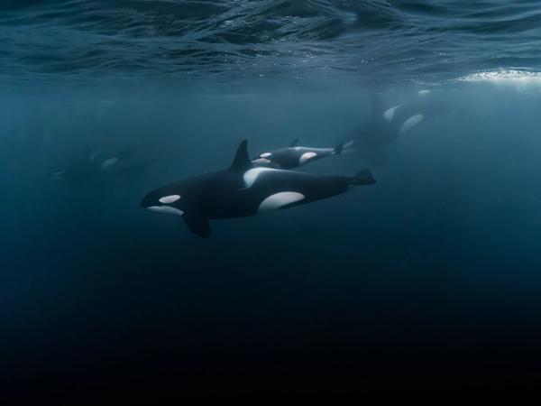 a mother killer whale and her baby are swimming in the ocean .