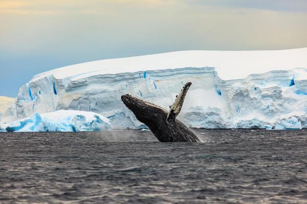 a humpback whale is jumping out of the water in front of an iceberg .