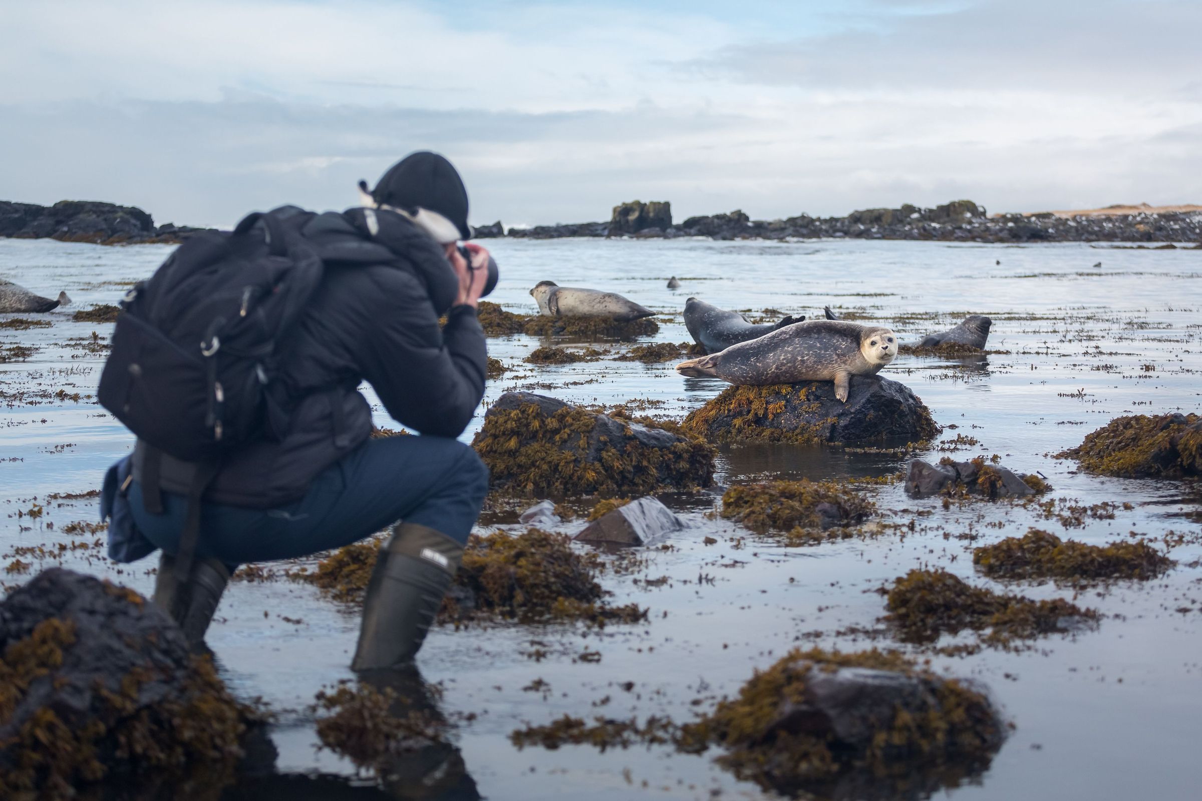 Seal in Iceland