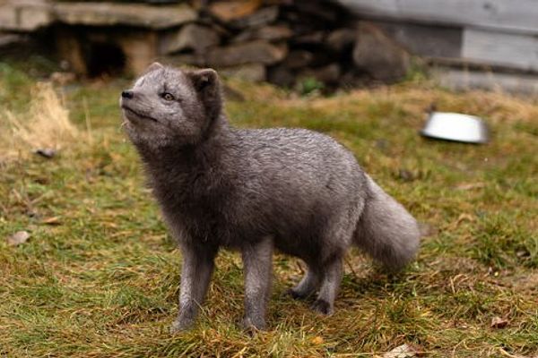 Zorro ártico en Islandia