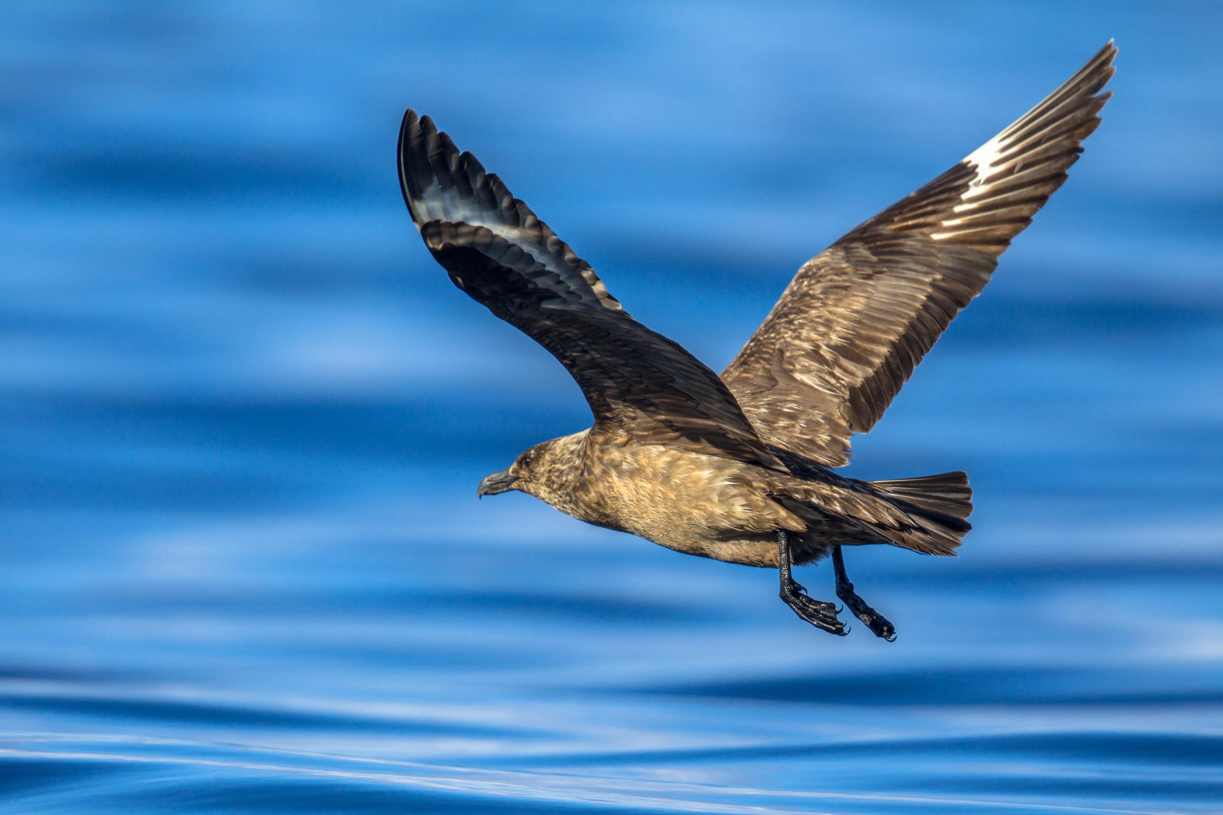 Brown bird flying above the ocean