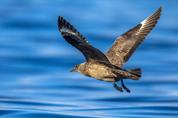 Pájaro marrón volando sobre el océano
