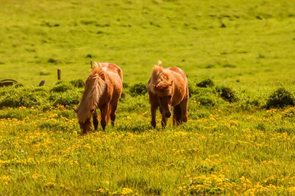 two horses are grazing in a field of yellow flowers .