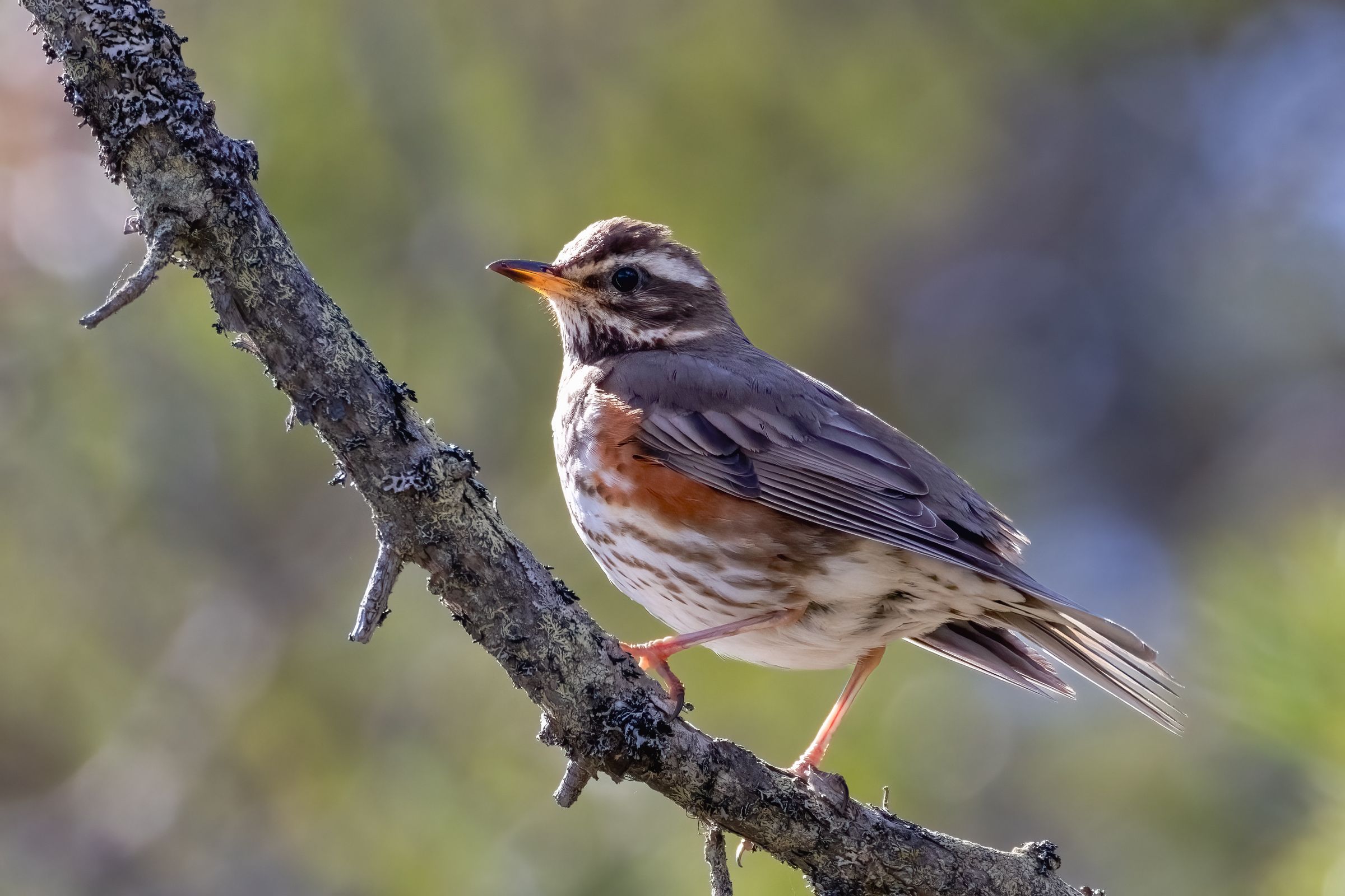 un pequeño pájaro posado en una rama de árbol .