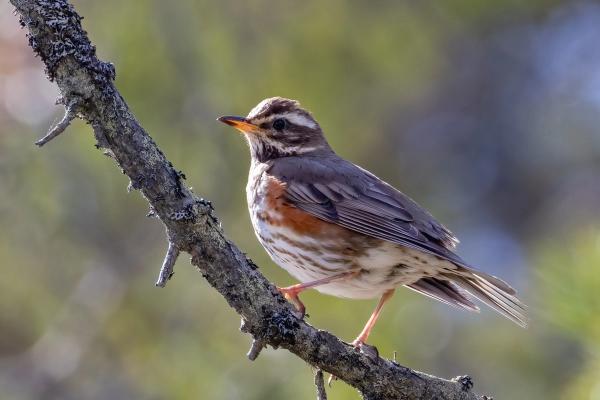 a small bird perched on a tree branch .