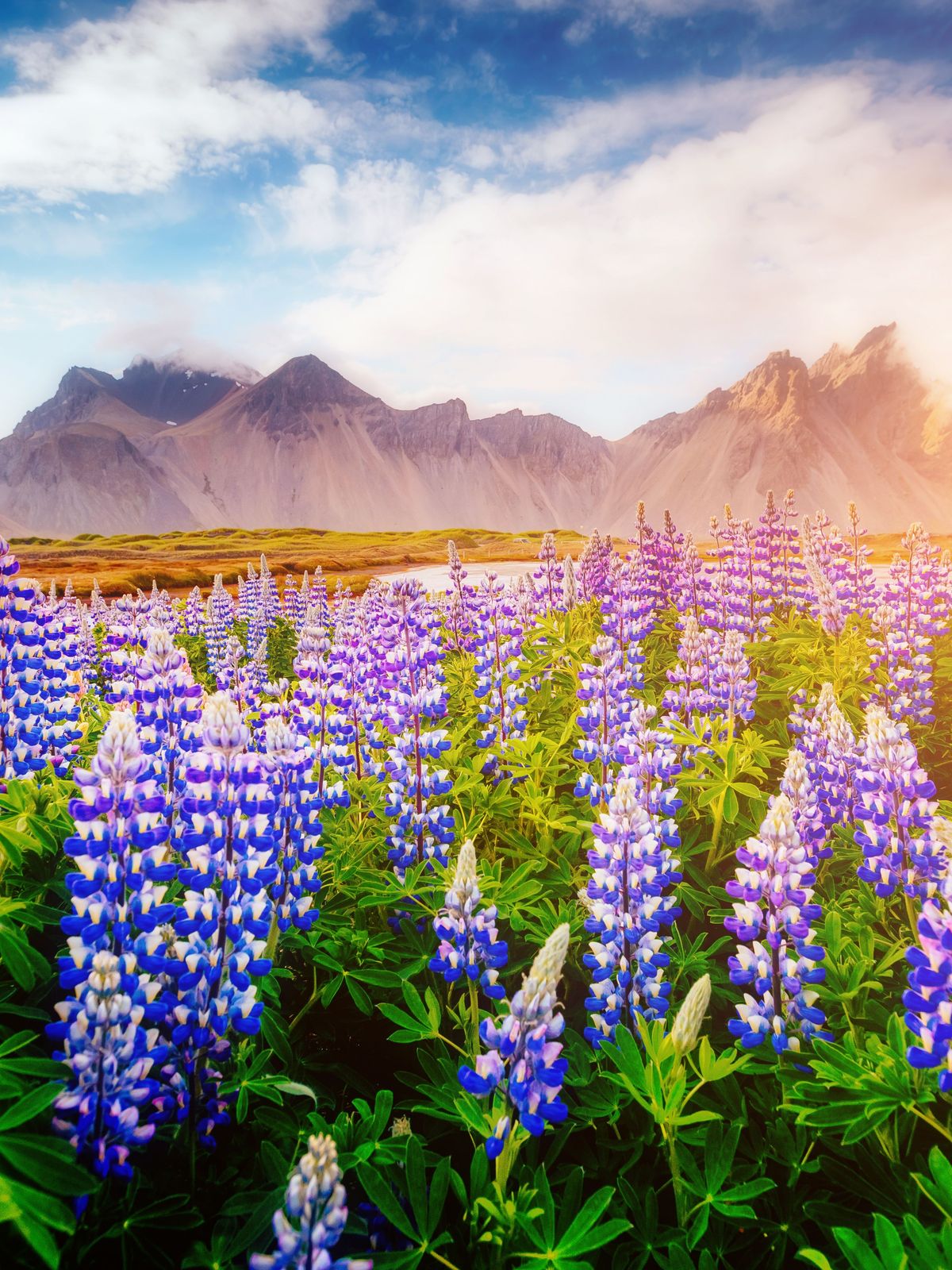 iceland in spring Magical lupine flowers glowing during iceland in spring