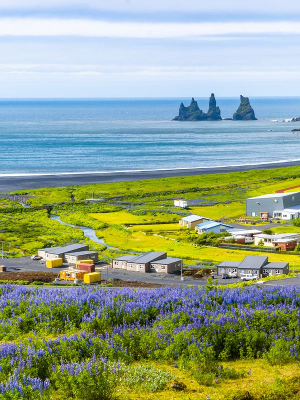 Vik church in the middle of a field of purple flowers, Vik