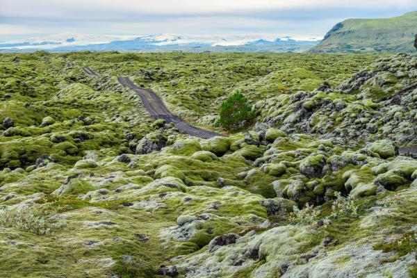 Campo de lava cubierto de musgo con una carretera en el medio