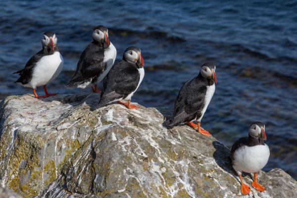 5 frailecillos en las rocas de un acantilado