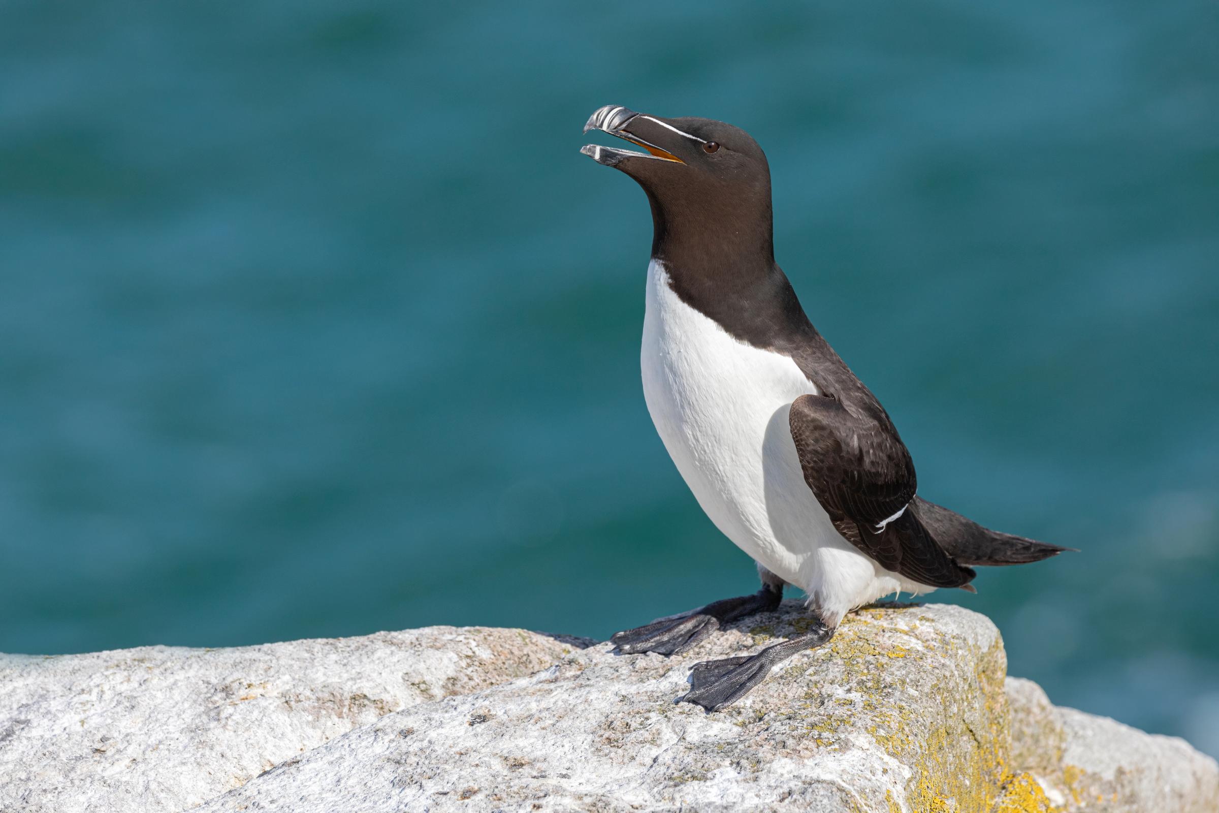 white and black Razorbill 