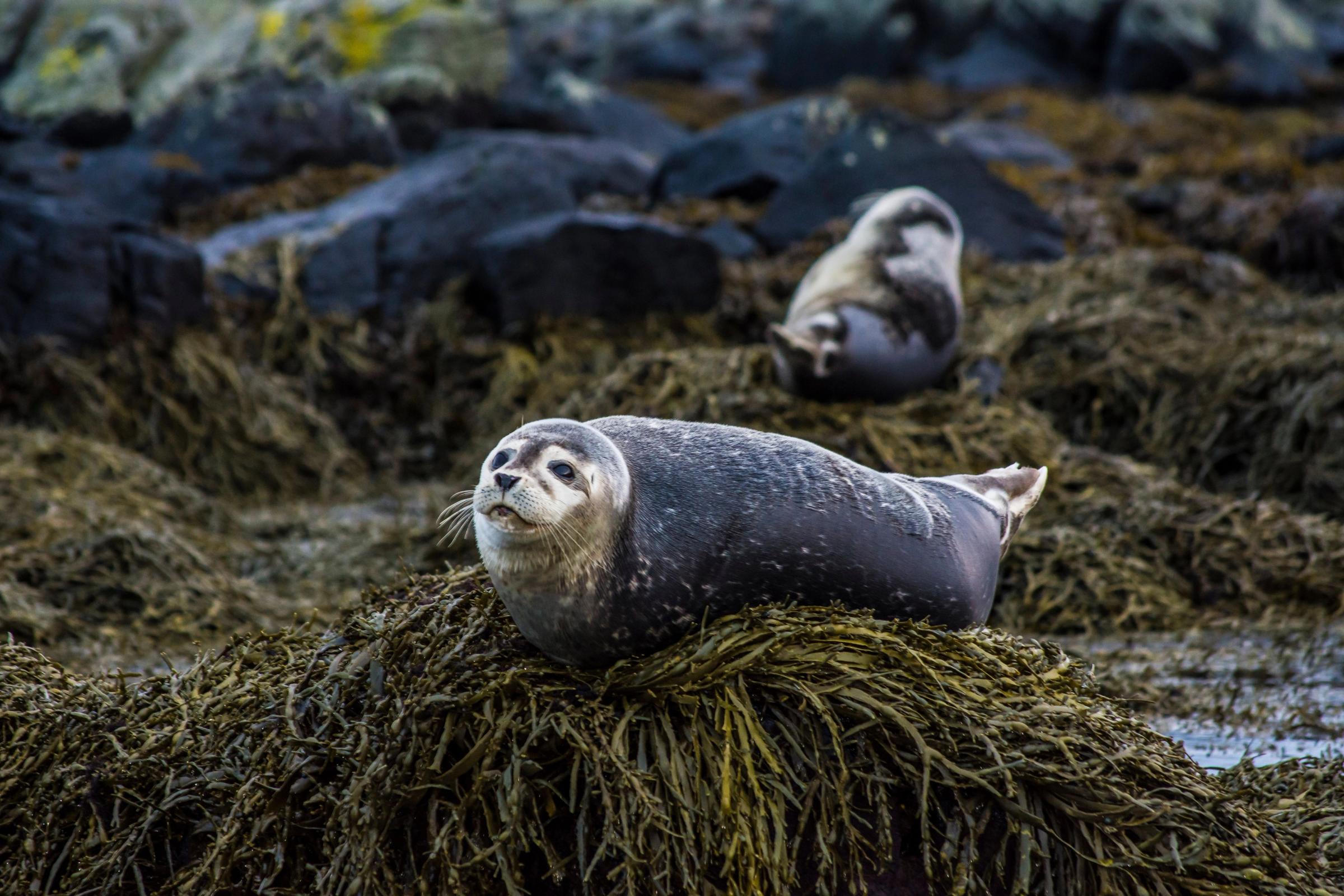 two seals are laying on top of a pile of seaweed .