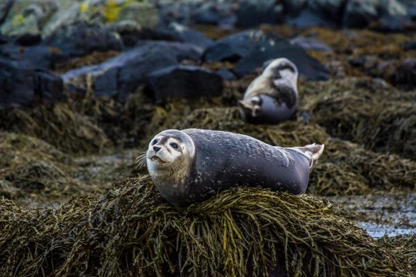 Focas en la Vatnsnes Peninsula