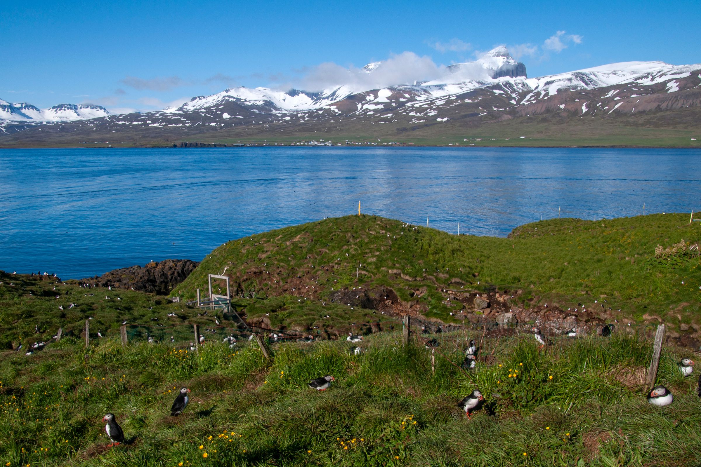 un grupo de frailecillos está sentado en un campo junto a un lago con montañas de fondo .