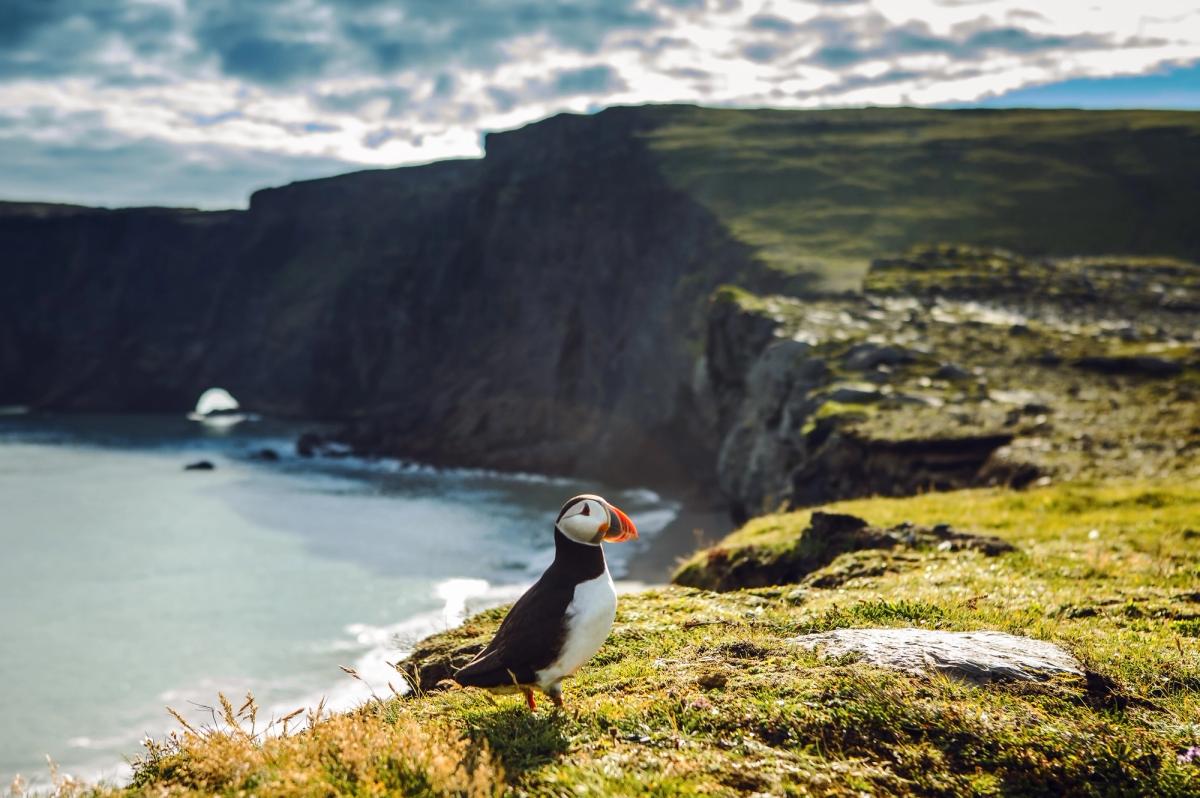 a puffin is standing on a cliff overlooking the ocean 