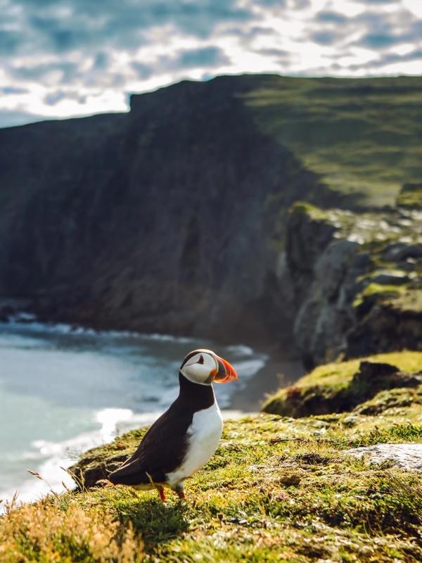 a puffin is standing on a cliff overlooking the ocean