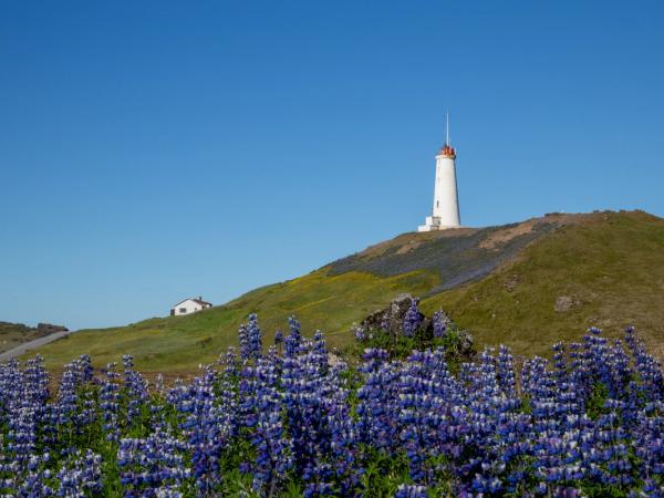 a lighthouse on top of a hill with purple flowers in the foreground .