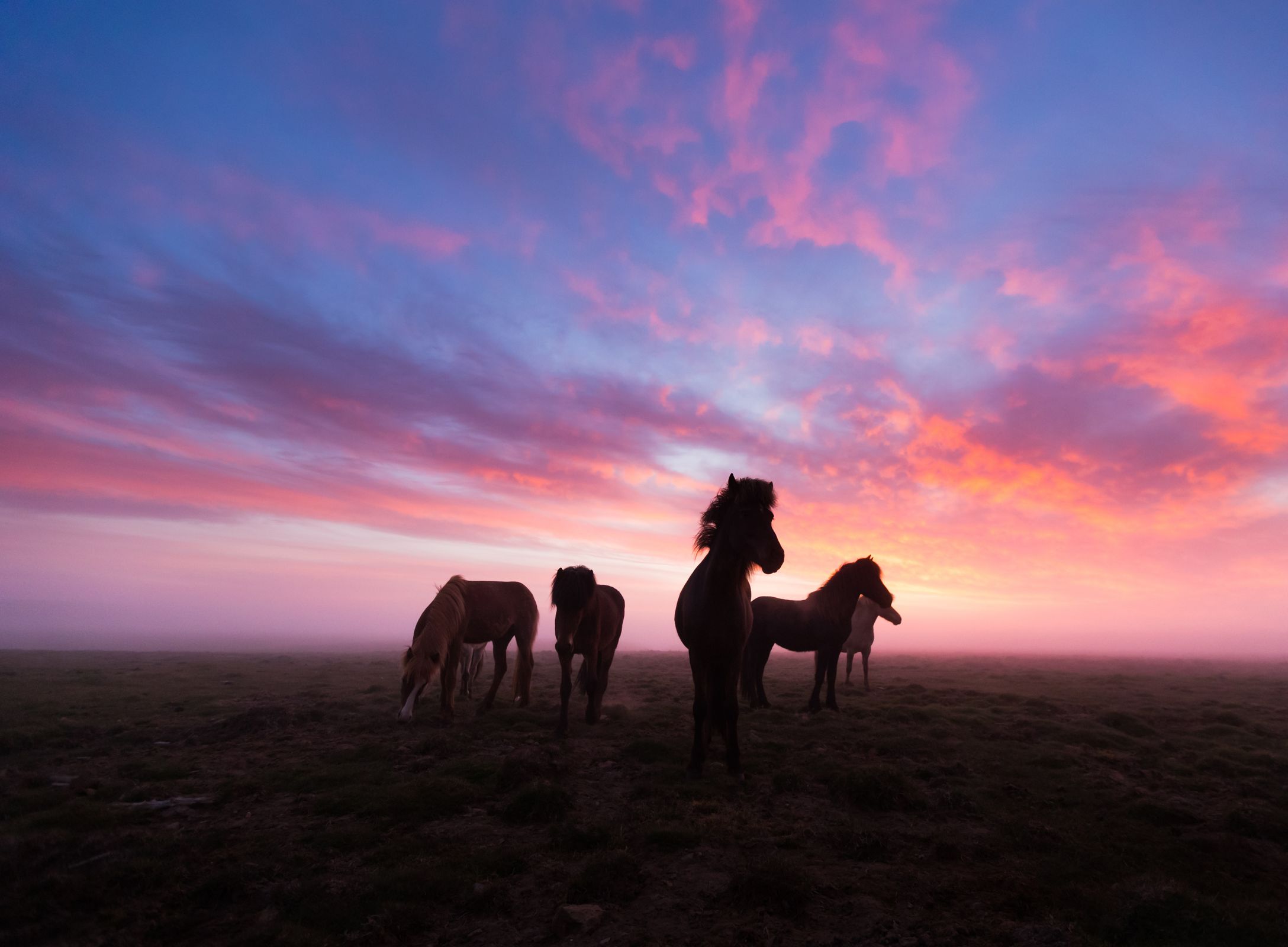 a herd of horses grazing in a field at sunset in iceland.