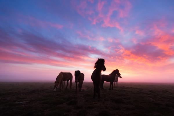 a herd of horses grazing in a field at sunset in iceland.