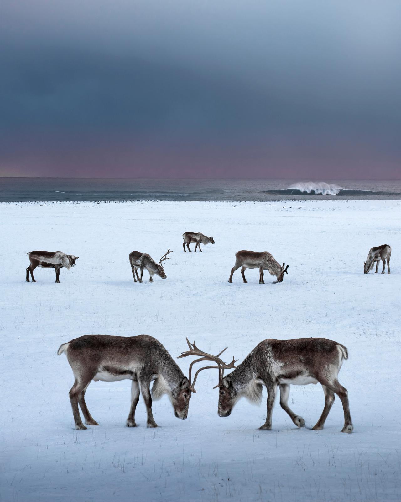 two male reindeer intertwining their antlers with more reindeers and the sea on the background