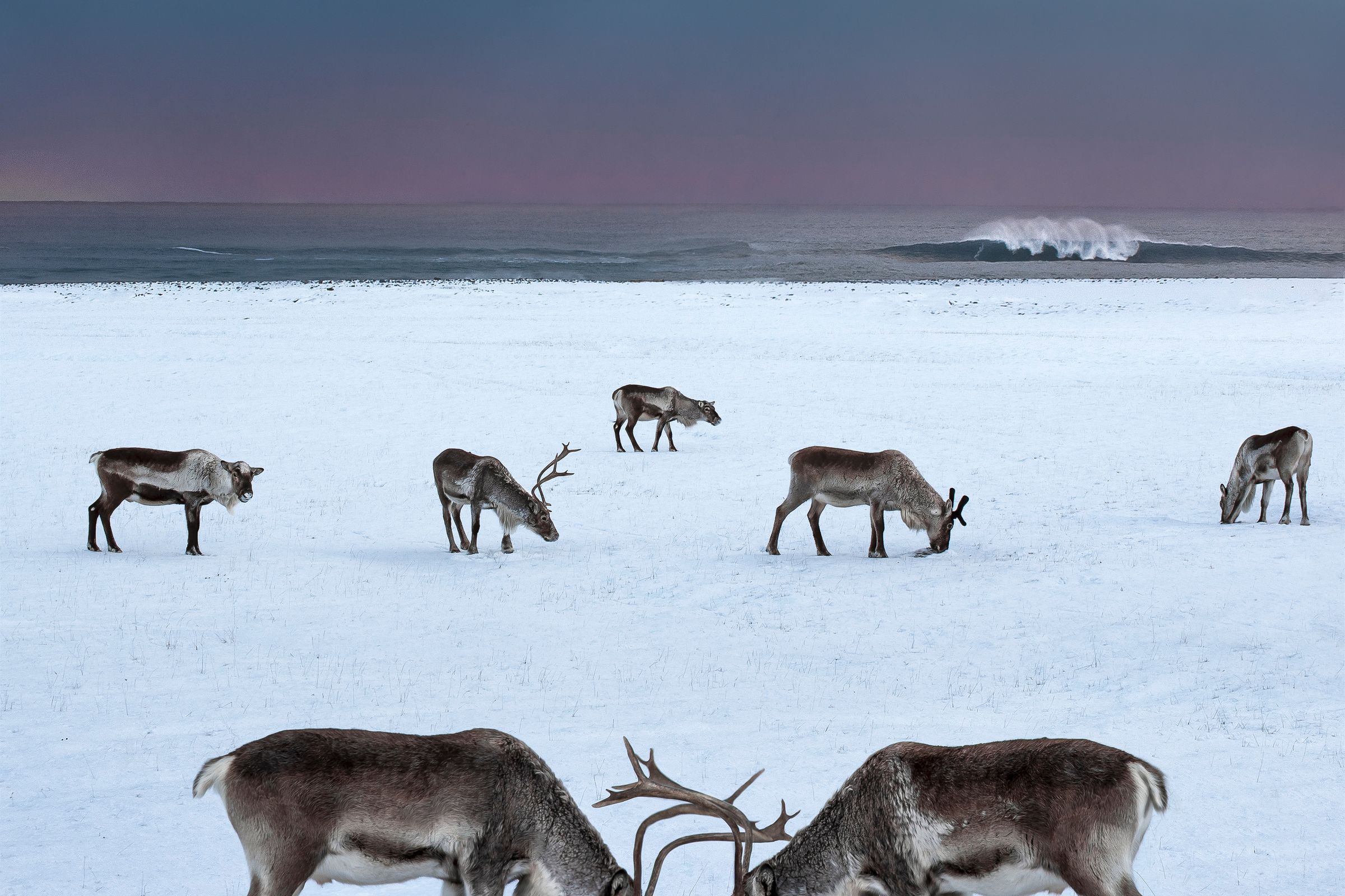 two male reindeer intertwining their antlers with more reindeers and the sea on the background