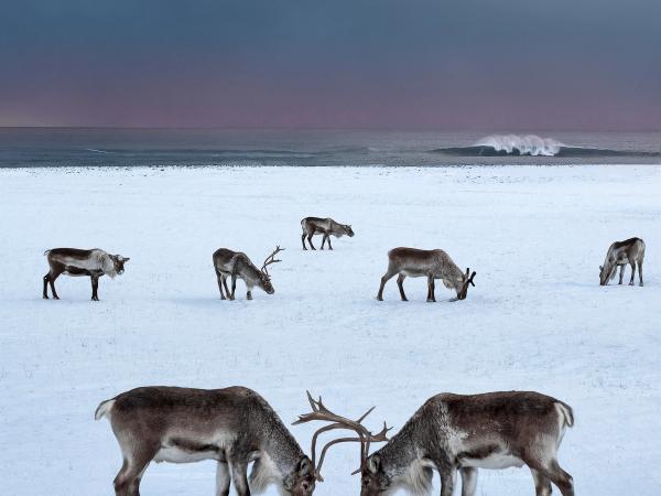 a herd of reindeer standing in a snowy field