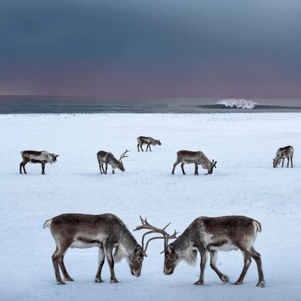two male reindeer clasping their antlers on a snowed field with more reindeer in the background