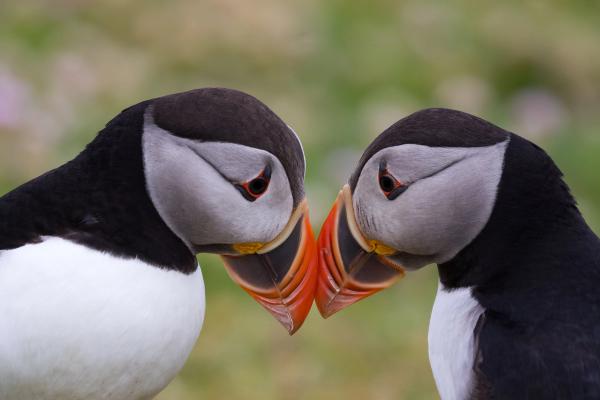 Wildlife Iceland Puffins in iceland during October