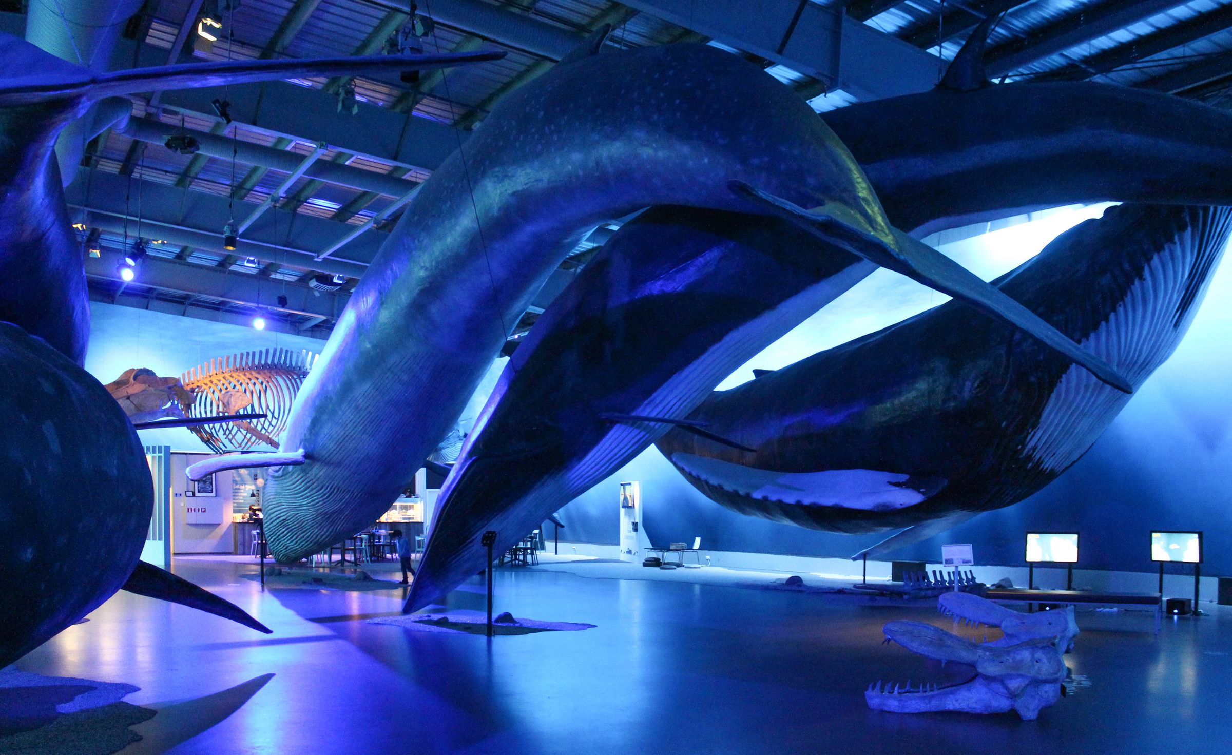 un grupo de ballenas está nadando en un museo.