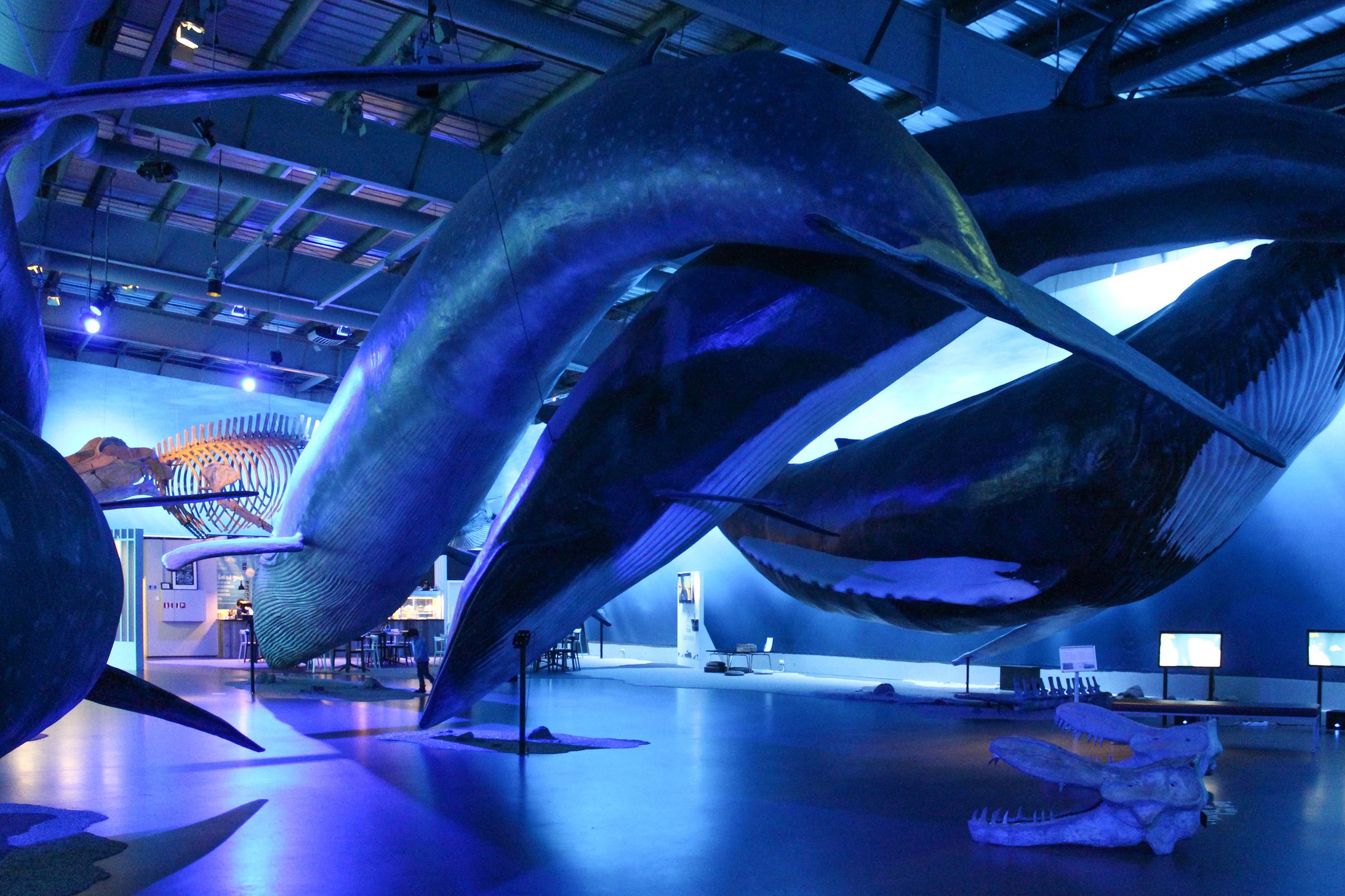 un grupo de ballenas está nadando en un museo.